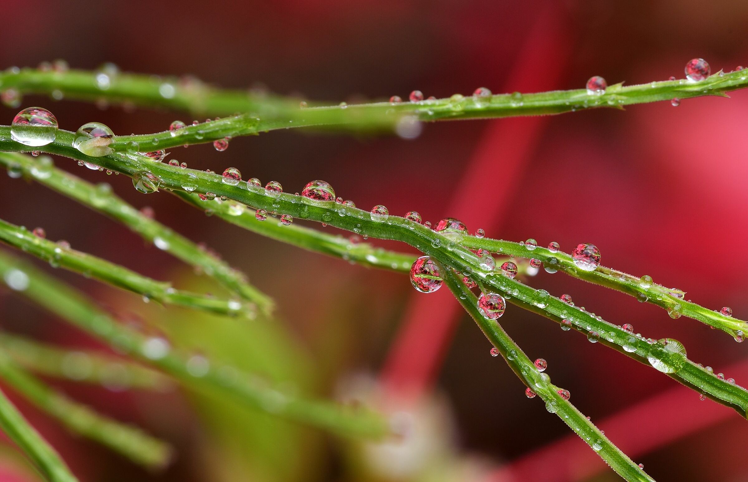 Azaleas after the rain...