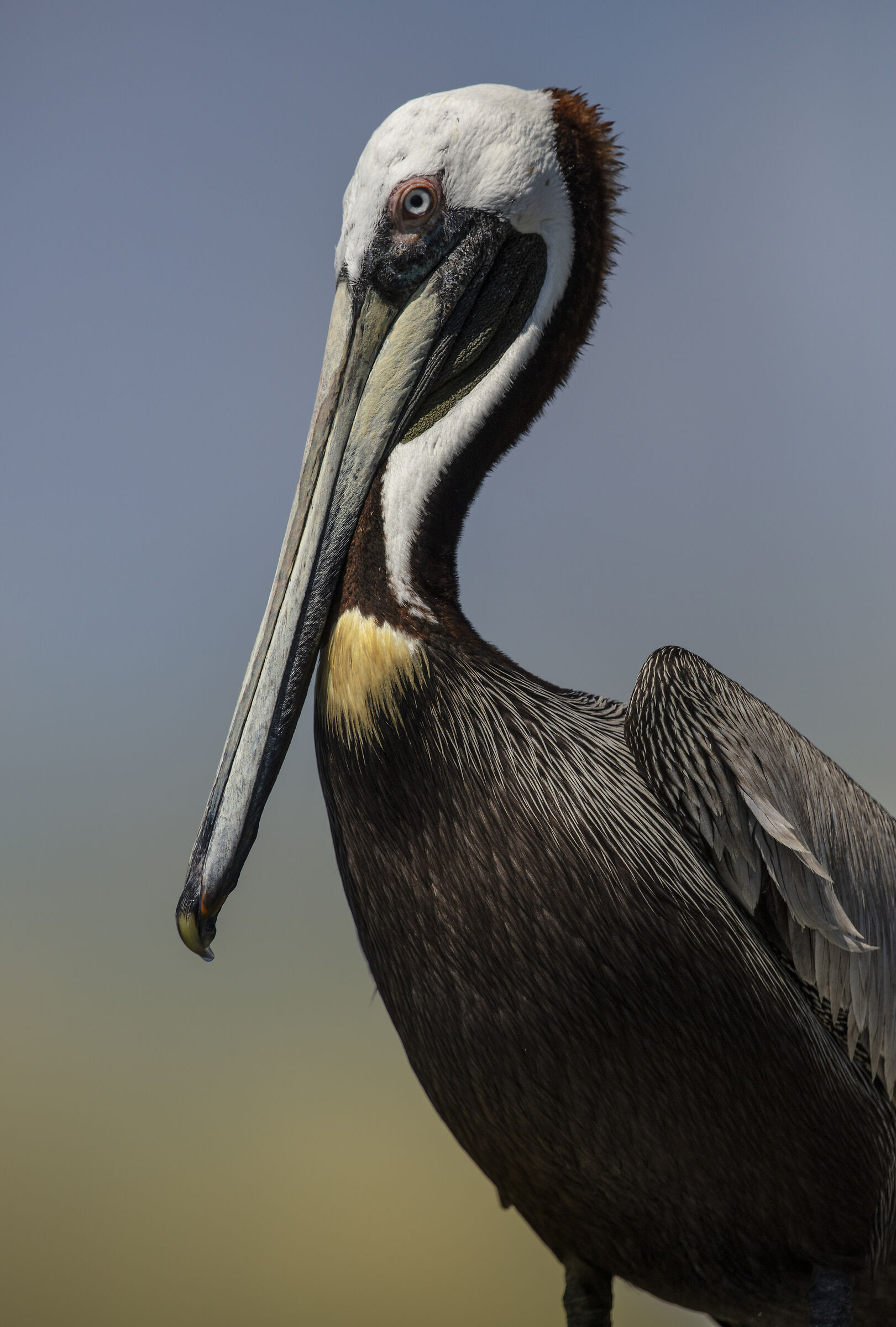 Brown Pelican
