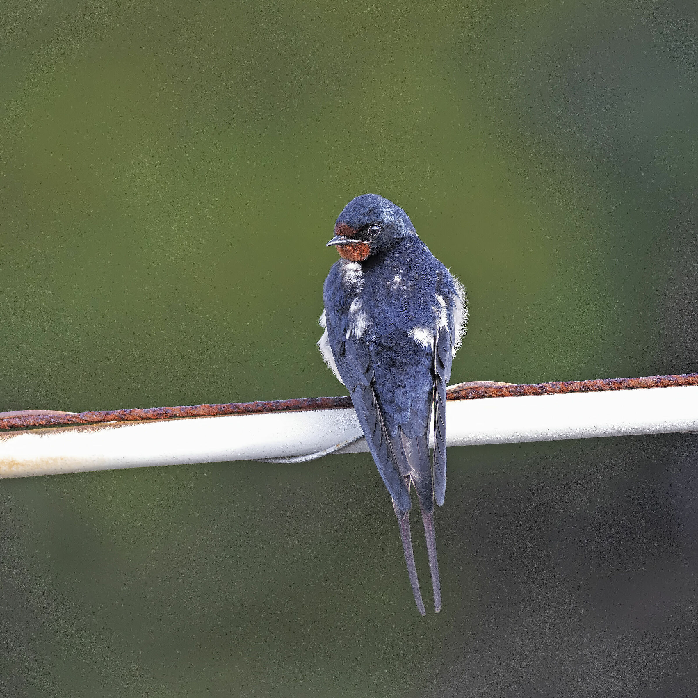 aspettando il compagno