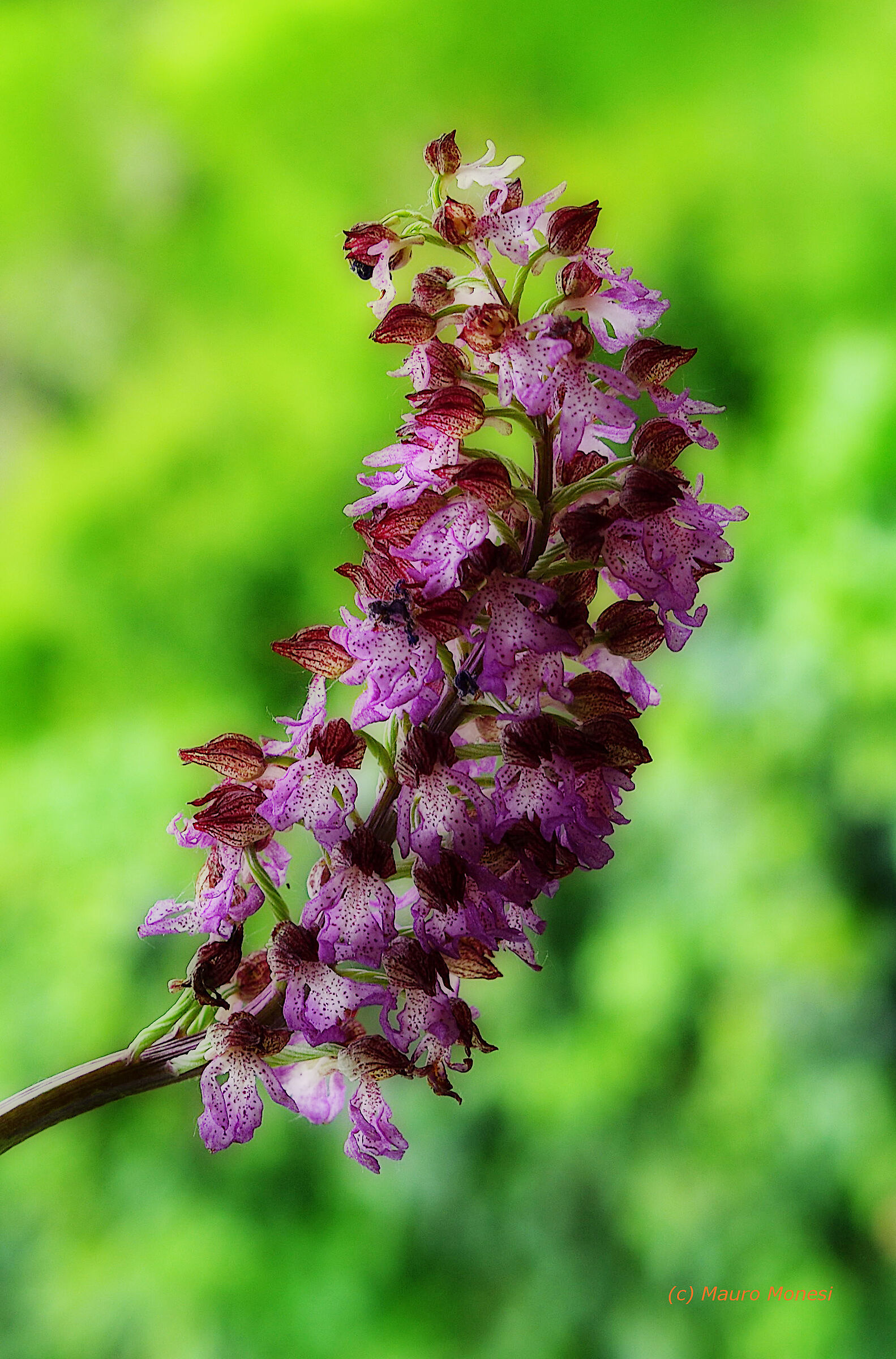 Orchis Purpurea