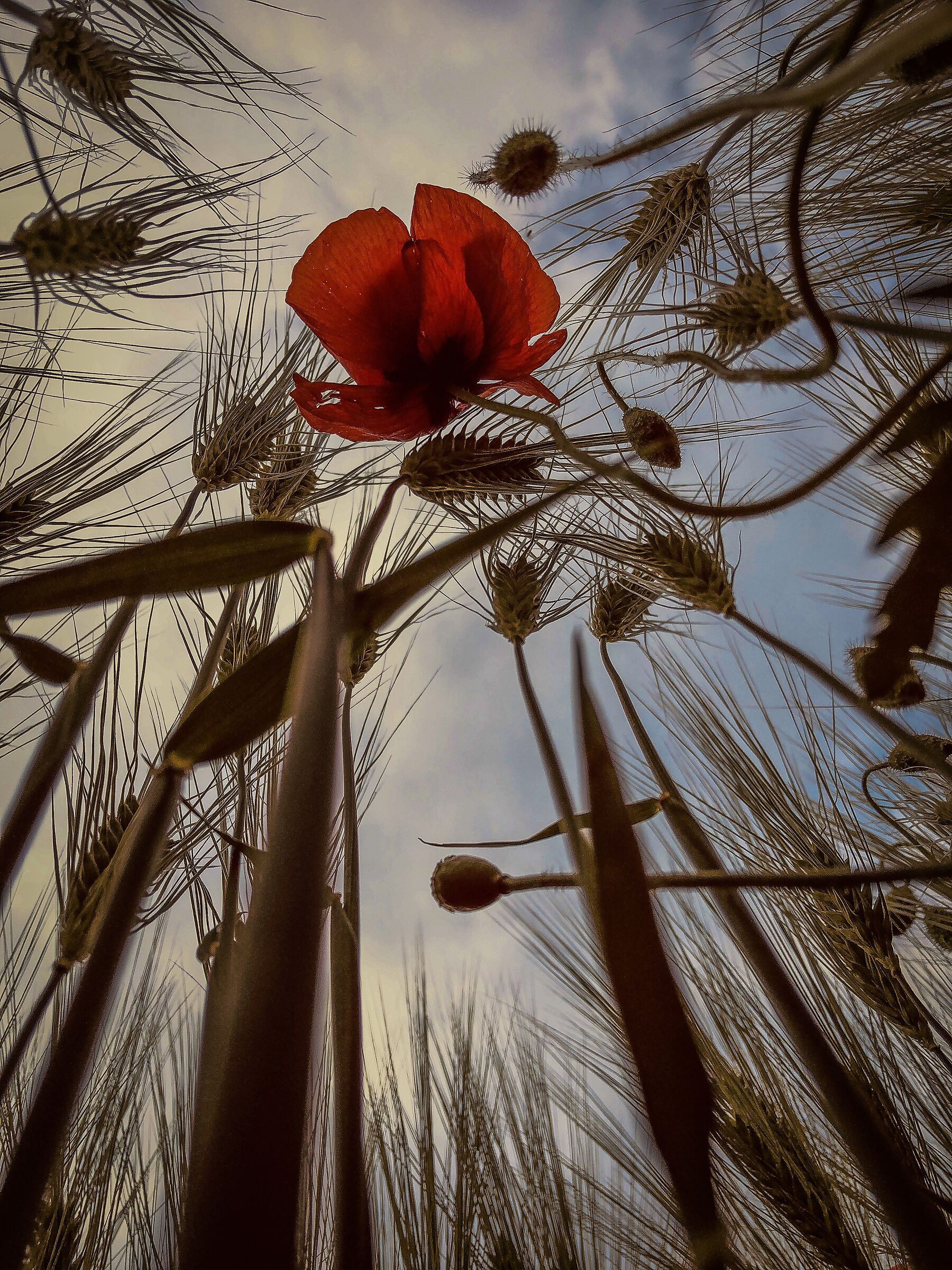 Loro... sono alti alti alti