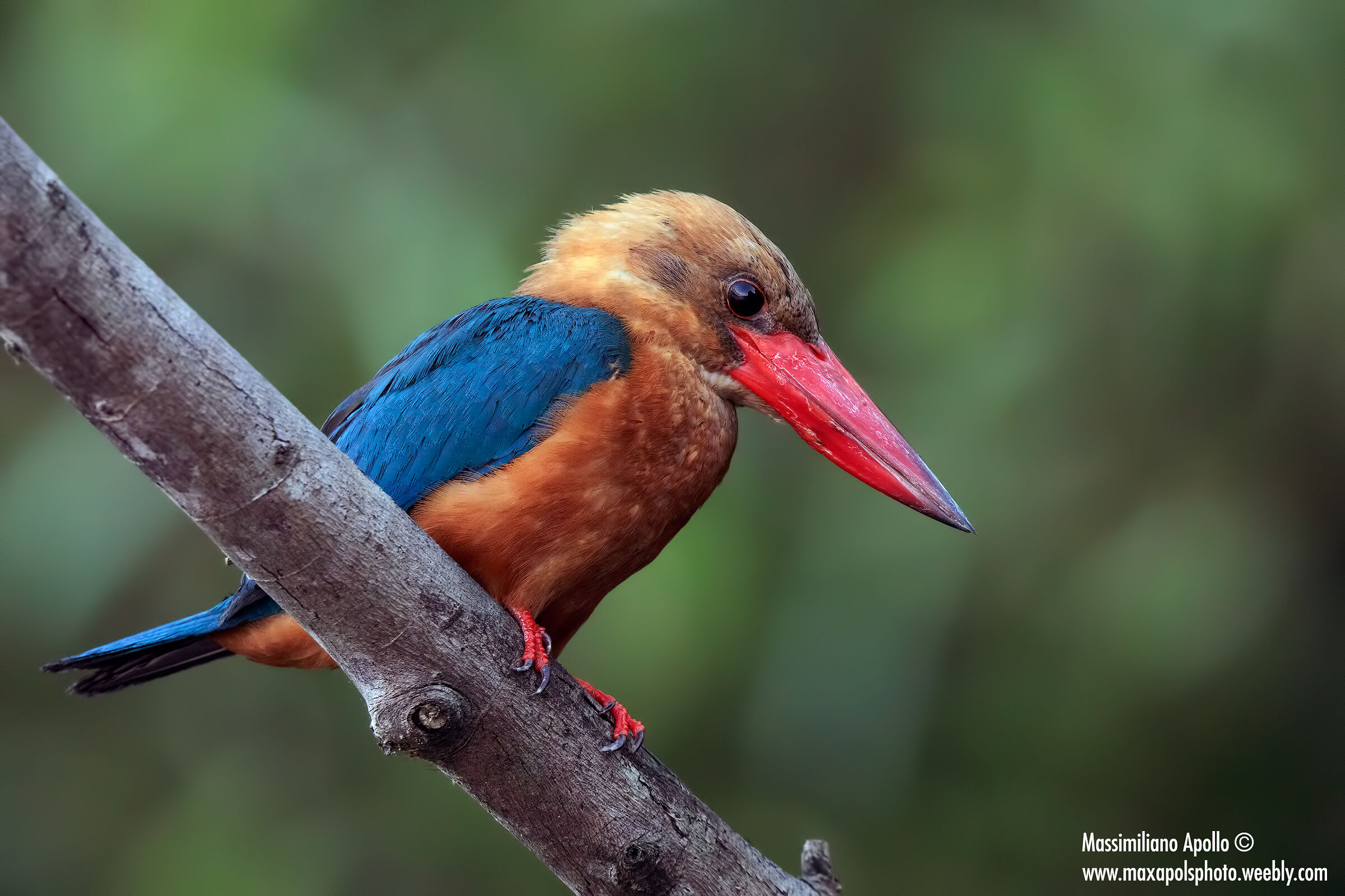martin pescatore becco a cicogna..