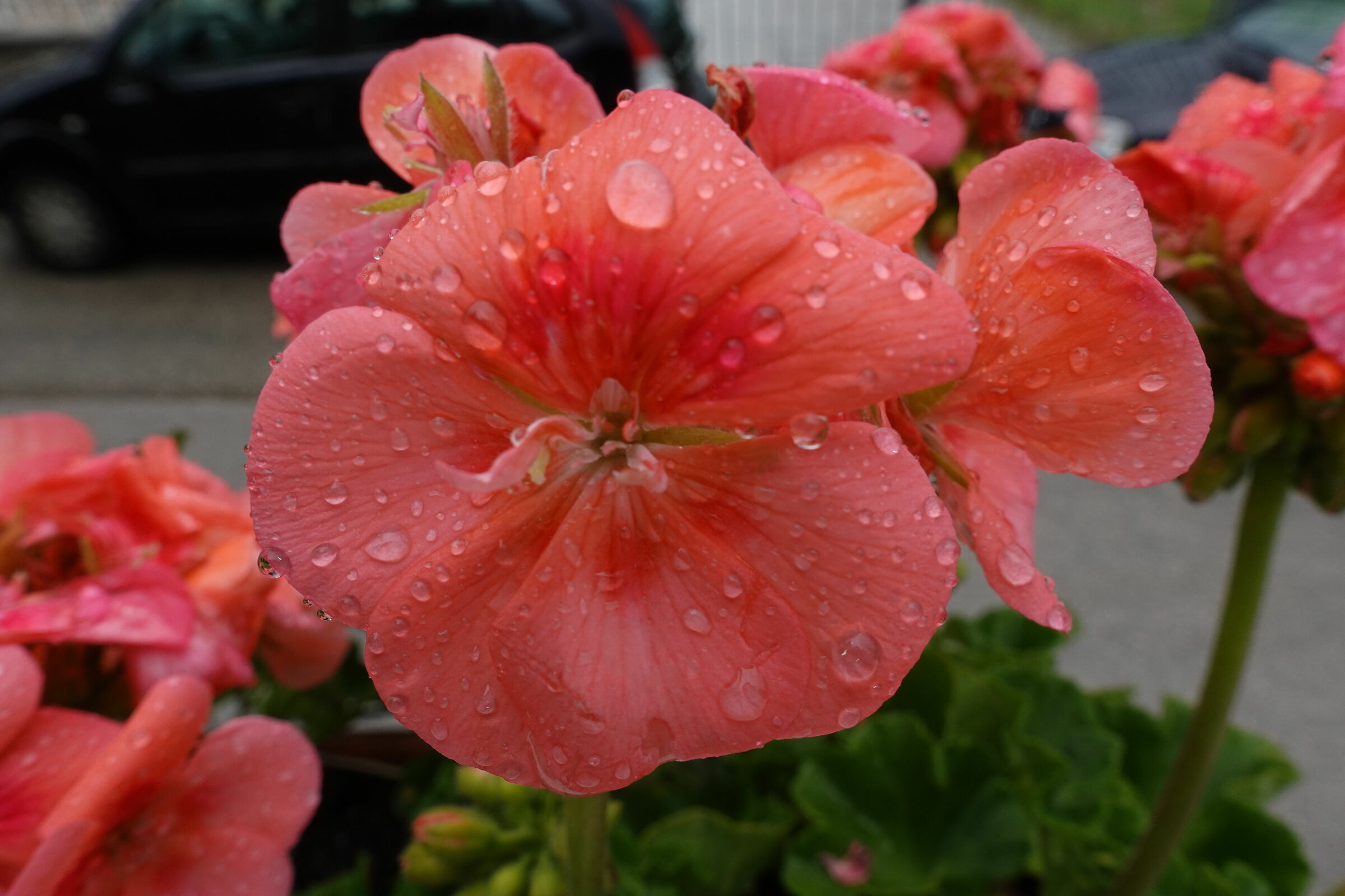 A Sunday in May in the rain