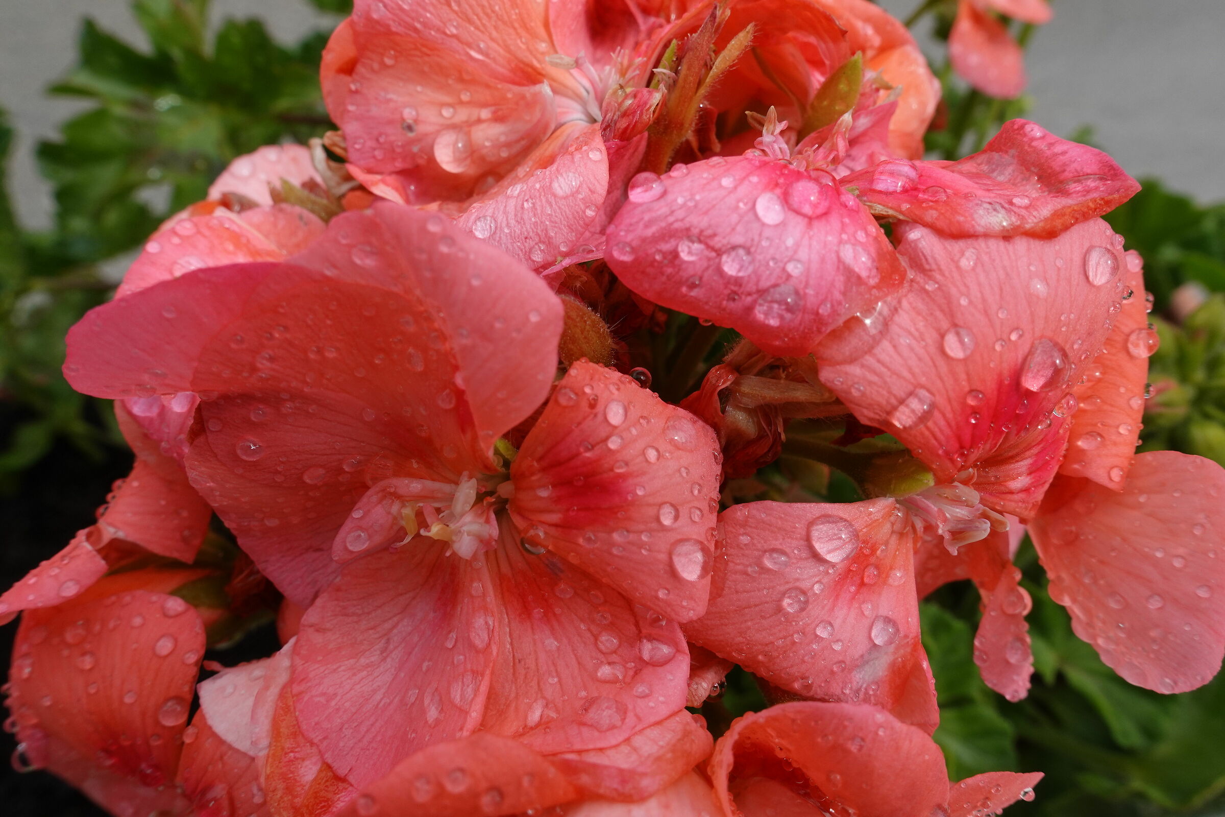 A Sunday in May in the Rain 2