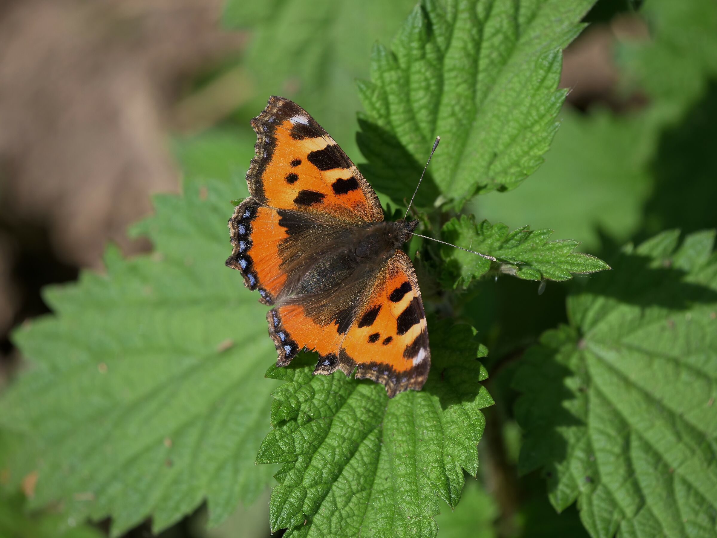 Vanessa of Nettica (Aglais urticae)
