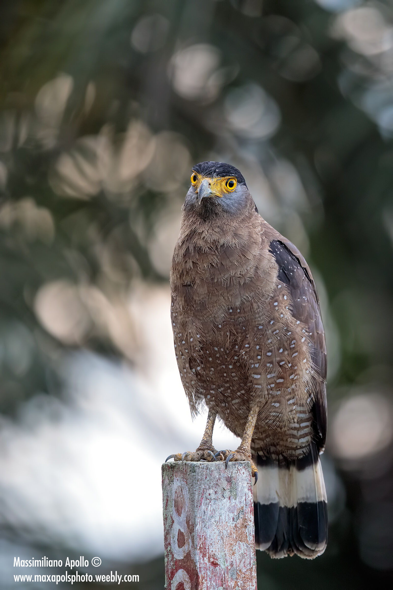 serpentario crestato...