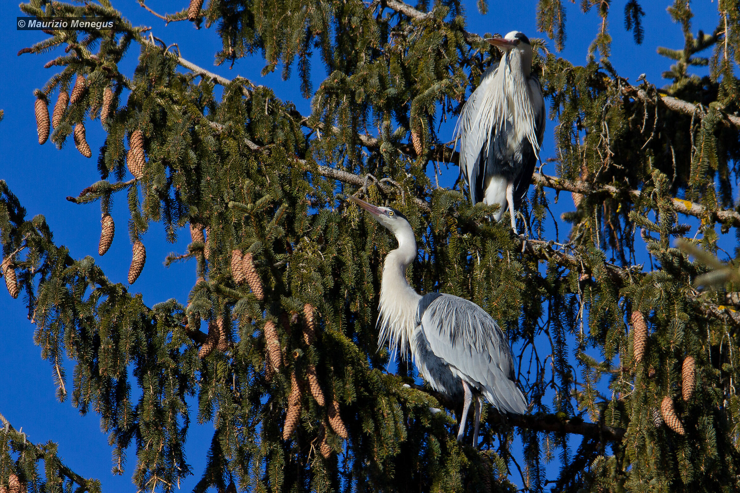 Grey Herons