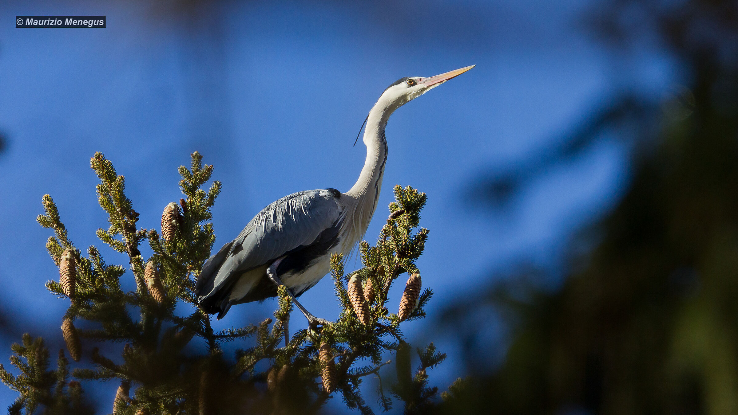 Grey Heron