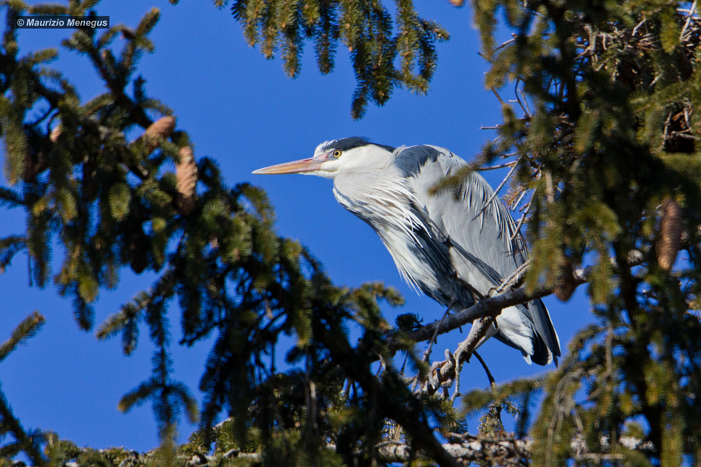 Grey Heron on Fir