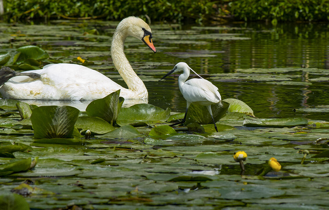 The meeting on the lake