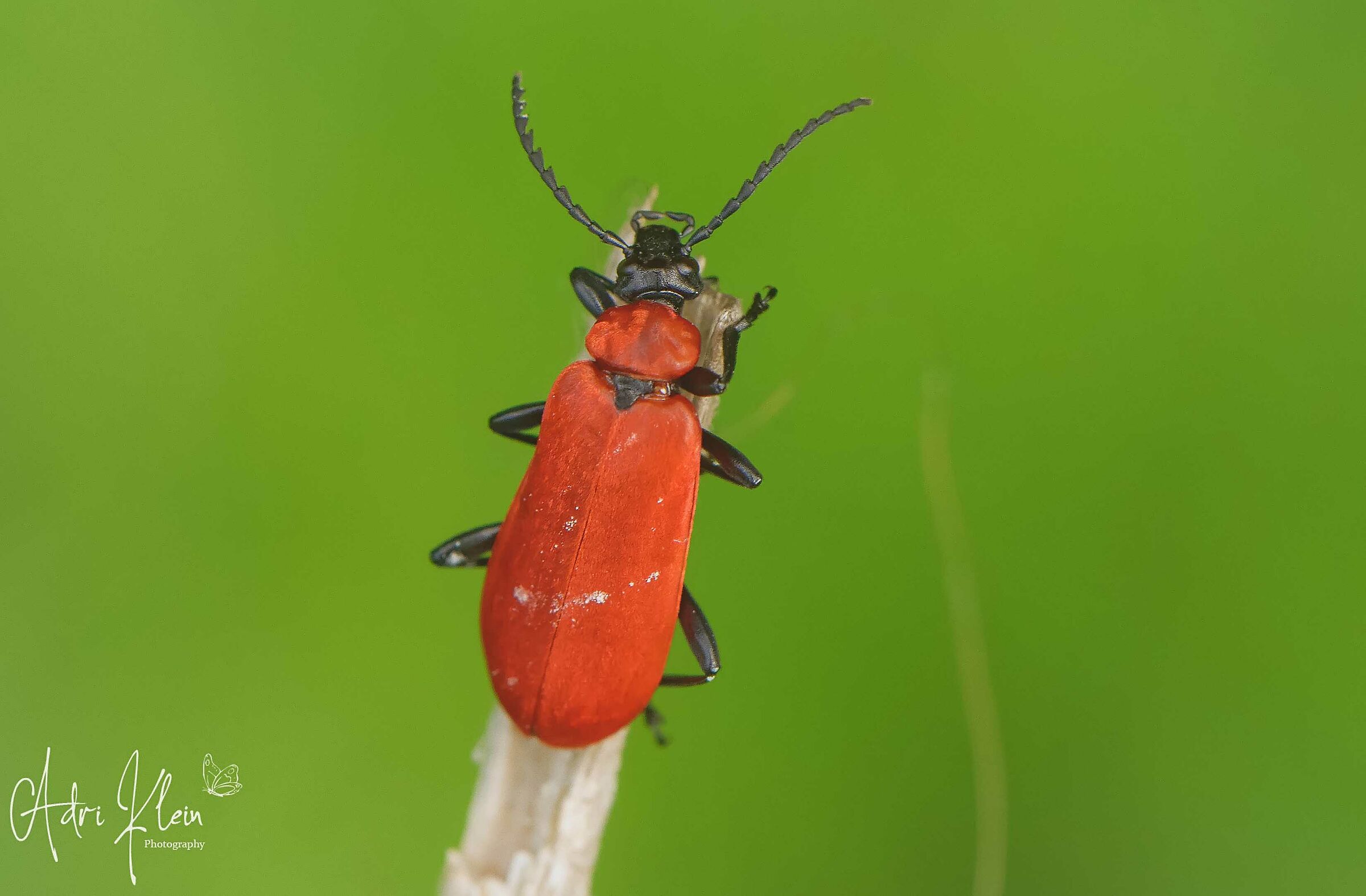 Cardinal beetle