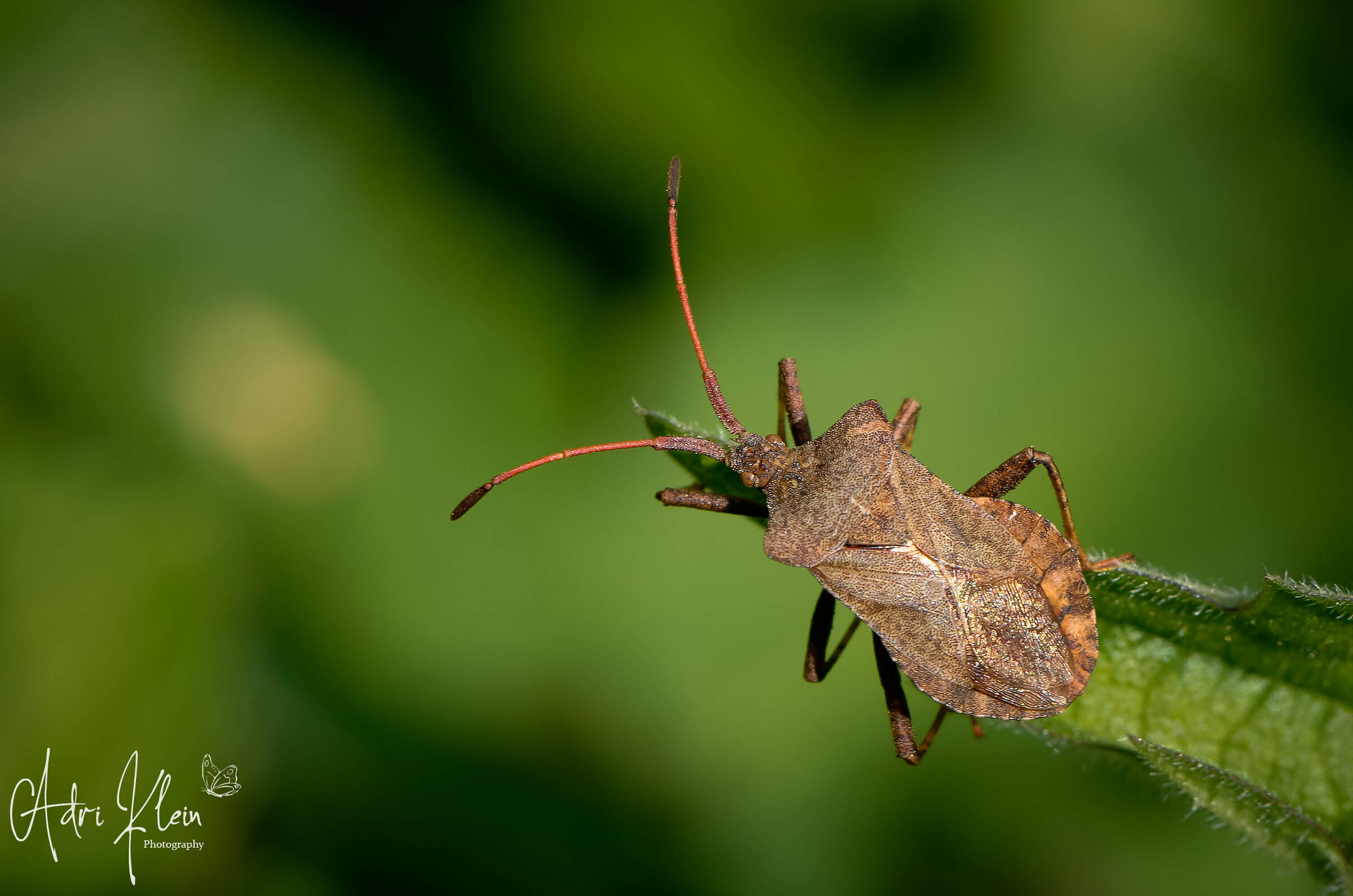 Heteroptera