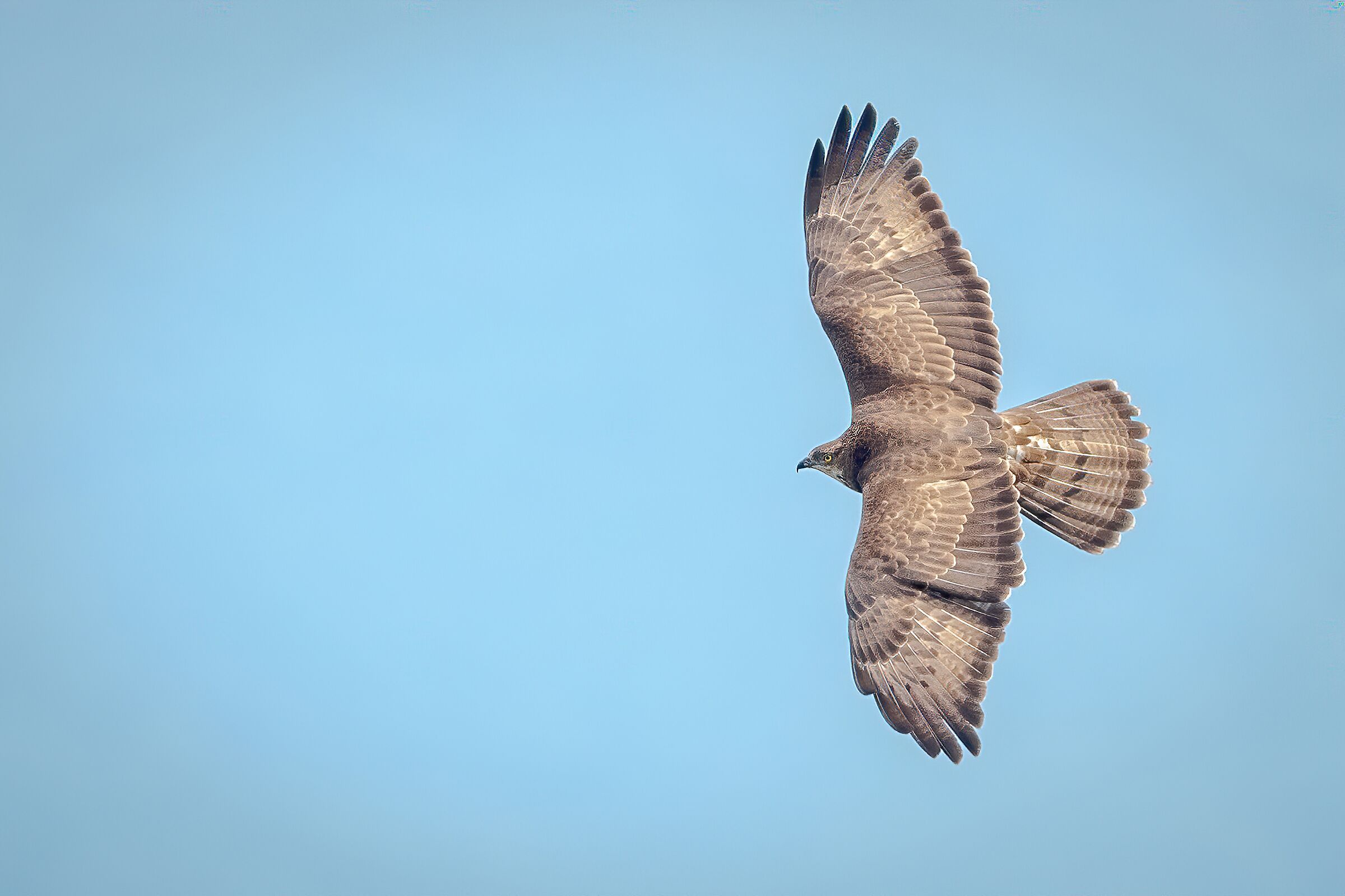 Falco pecchiaiolo &female; sul Garda