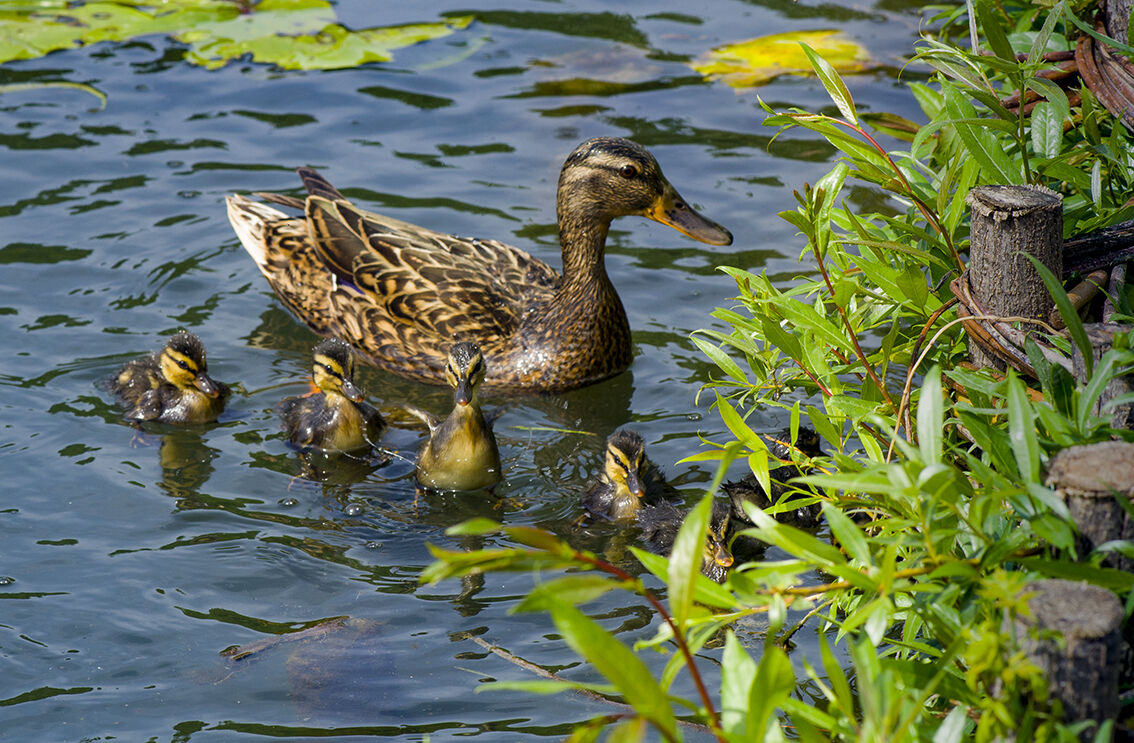 Duck and ducklings