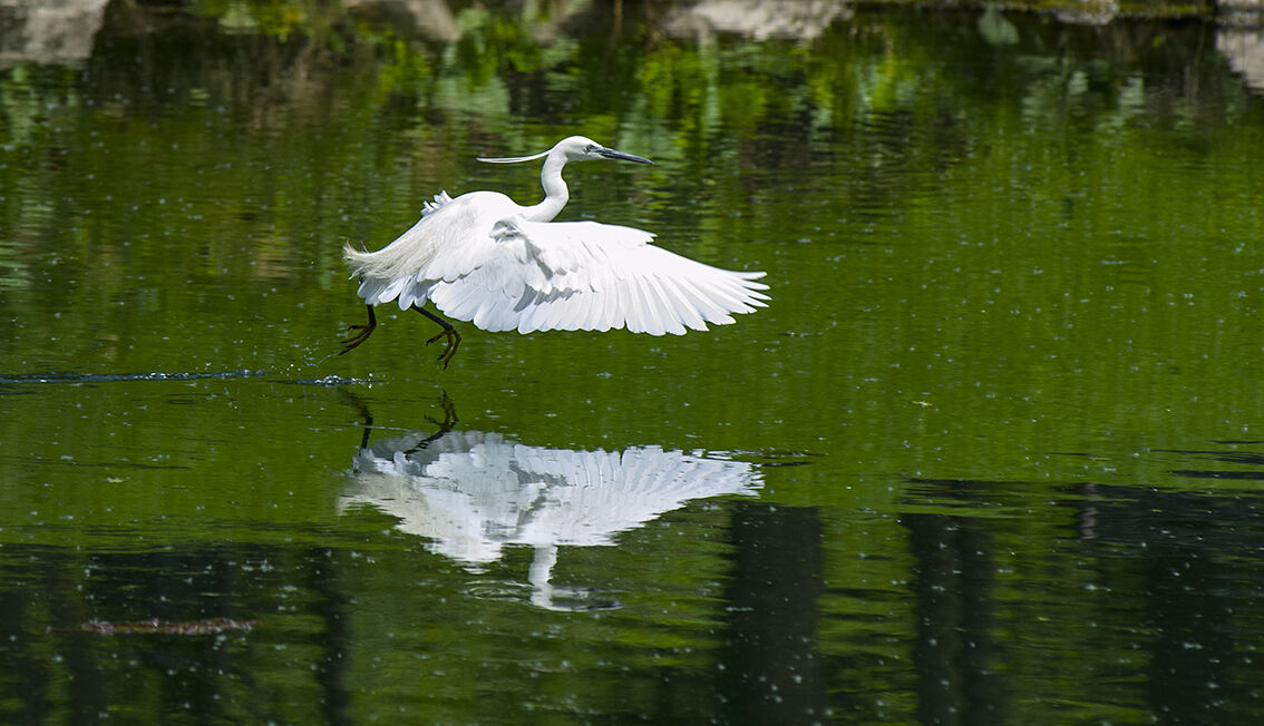 Egretta Egret