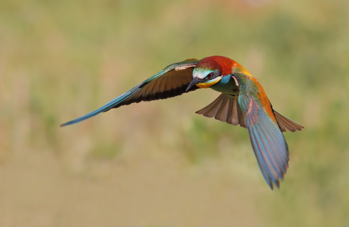 bee-eater