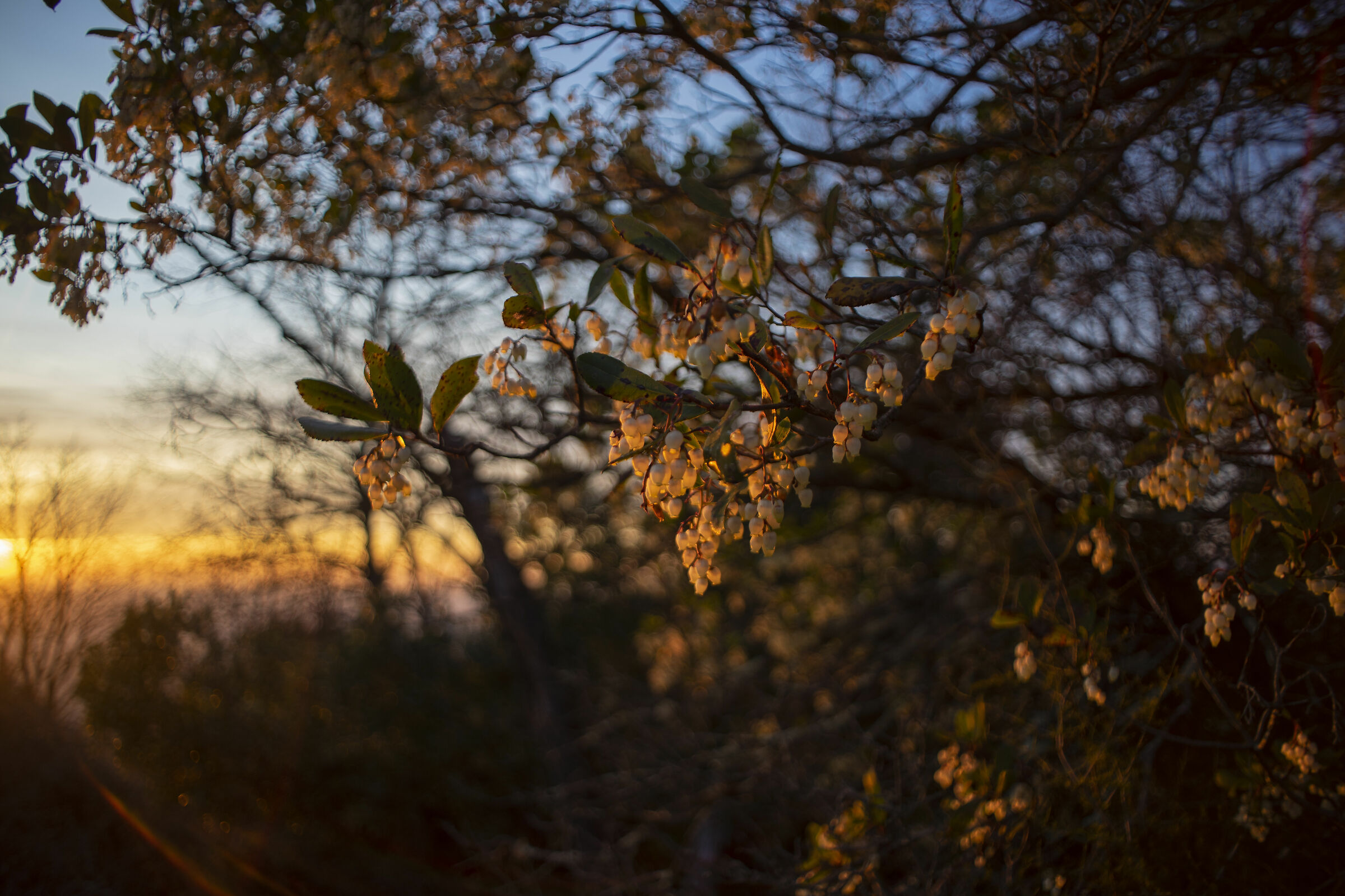 Flowers at sunset