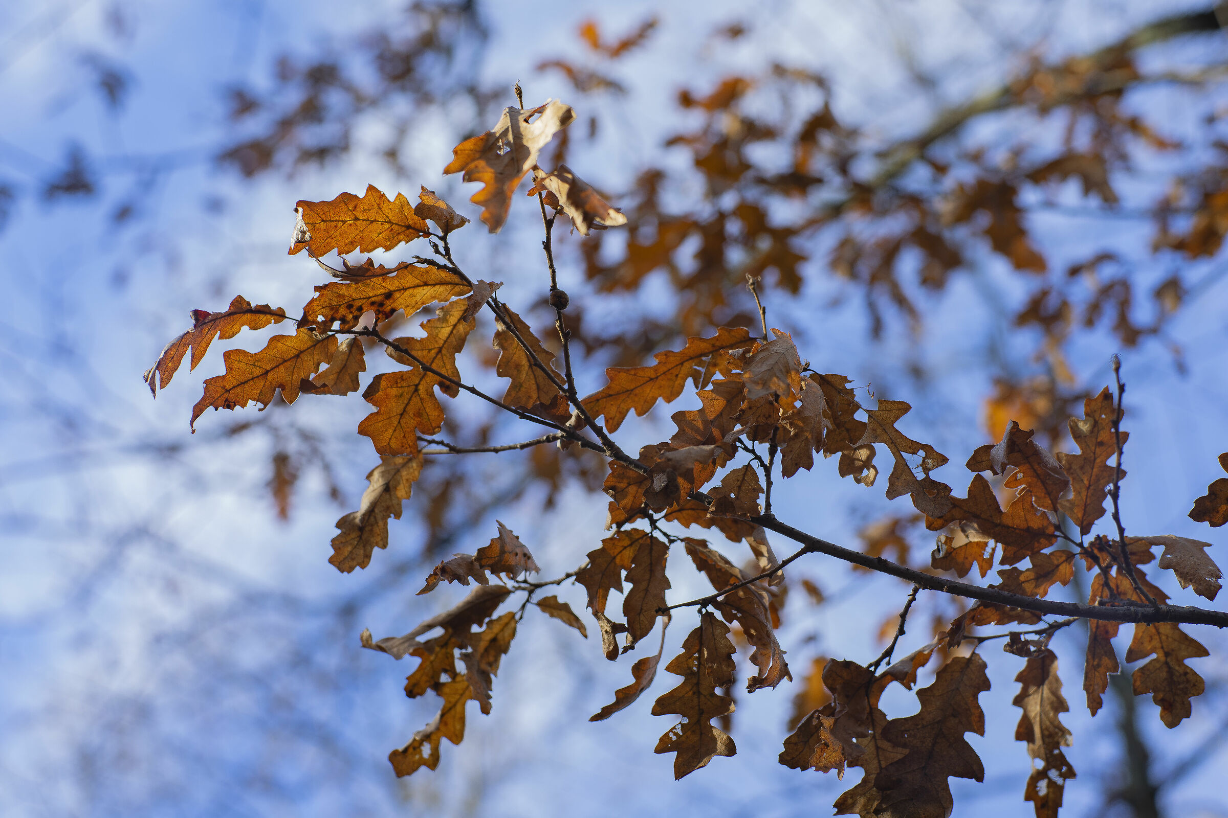 Autumn on a heavenly background