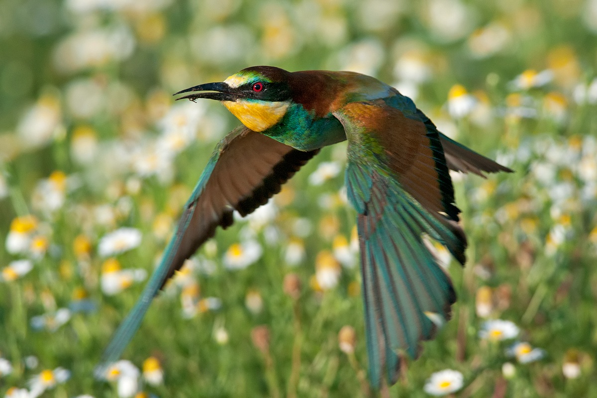 Gruccione all'involo