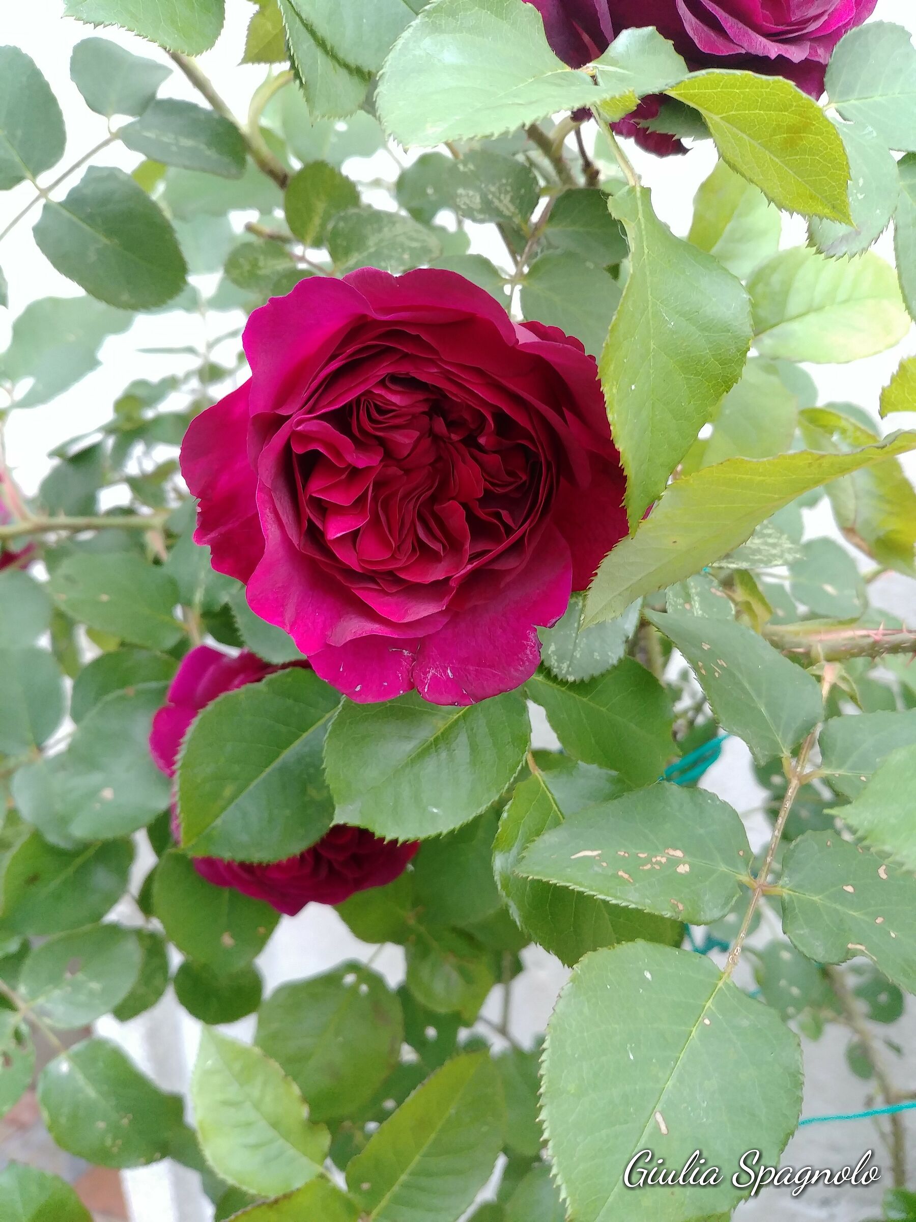 The beauty in the little things ?