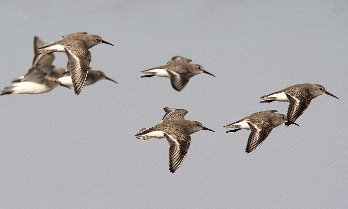 plovers and sandpipers???