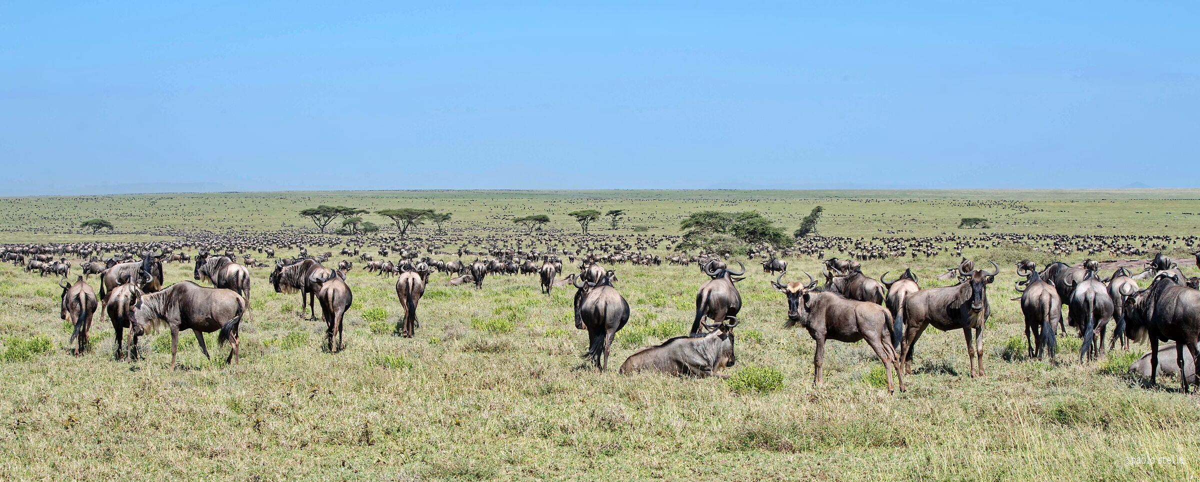 la migrazione nel Serengeti