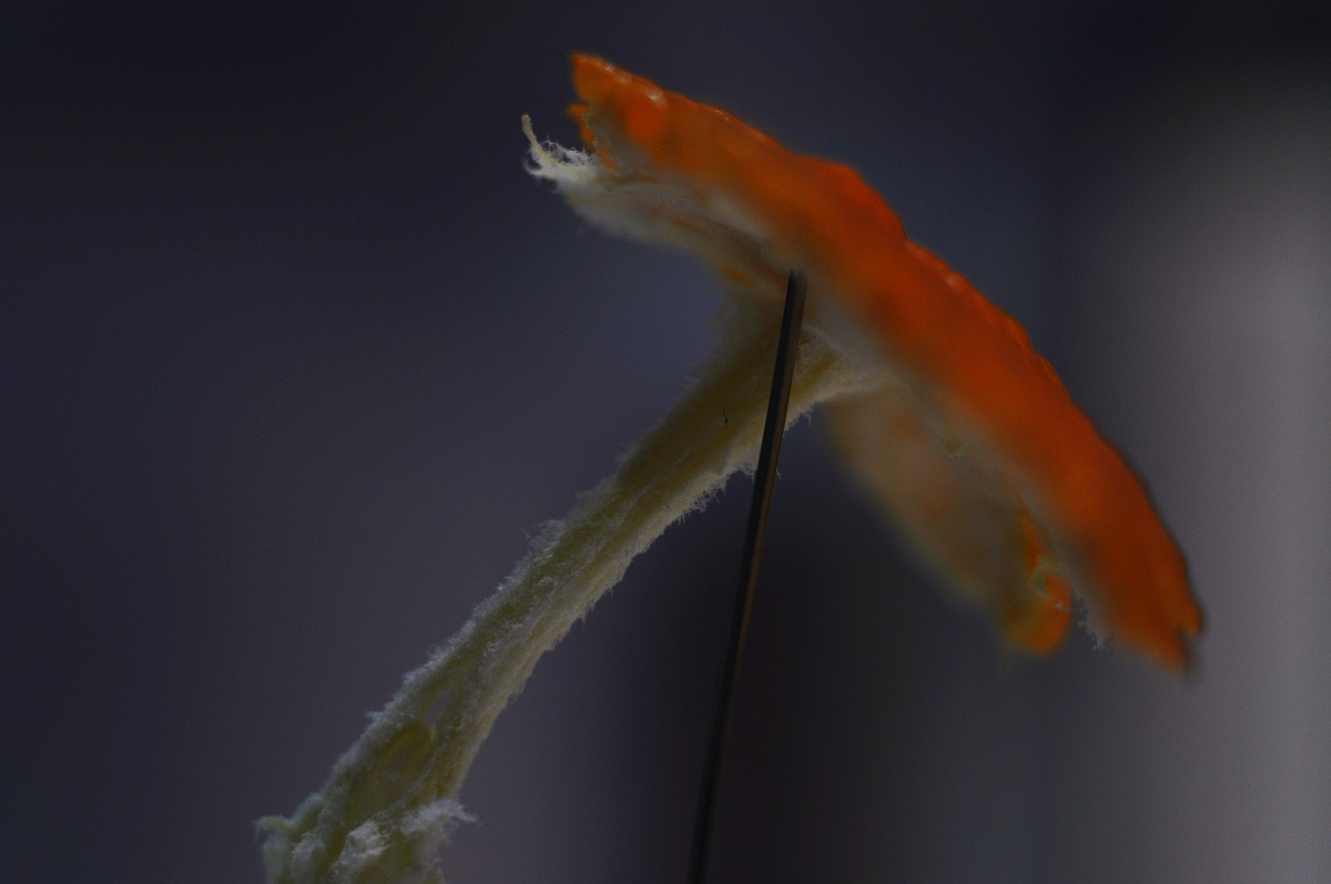 Fungo alternativo parte seconda