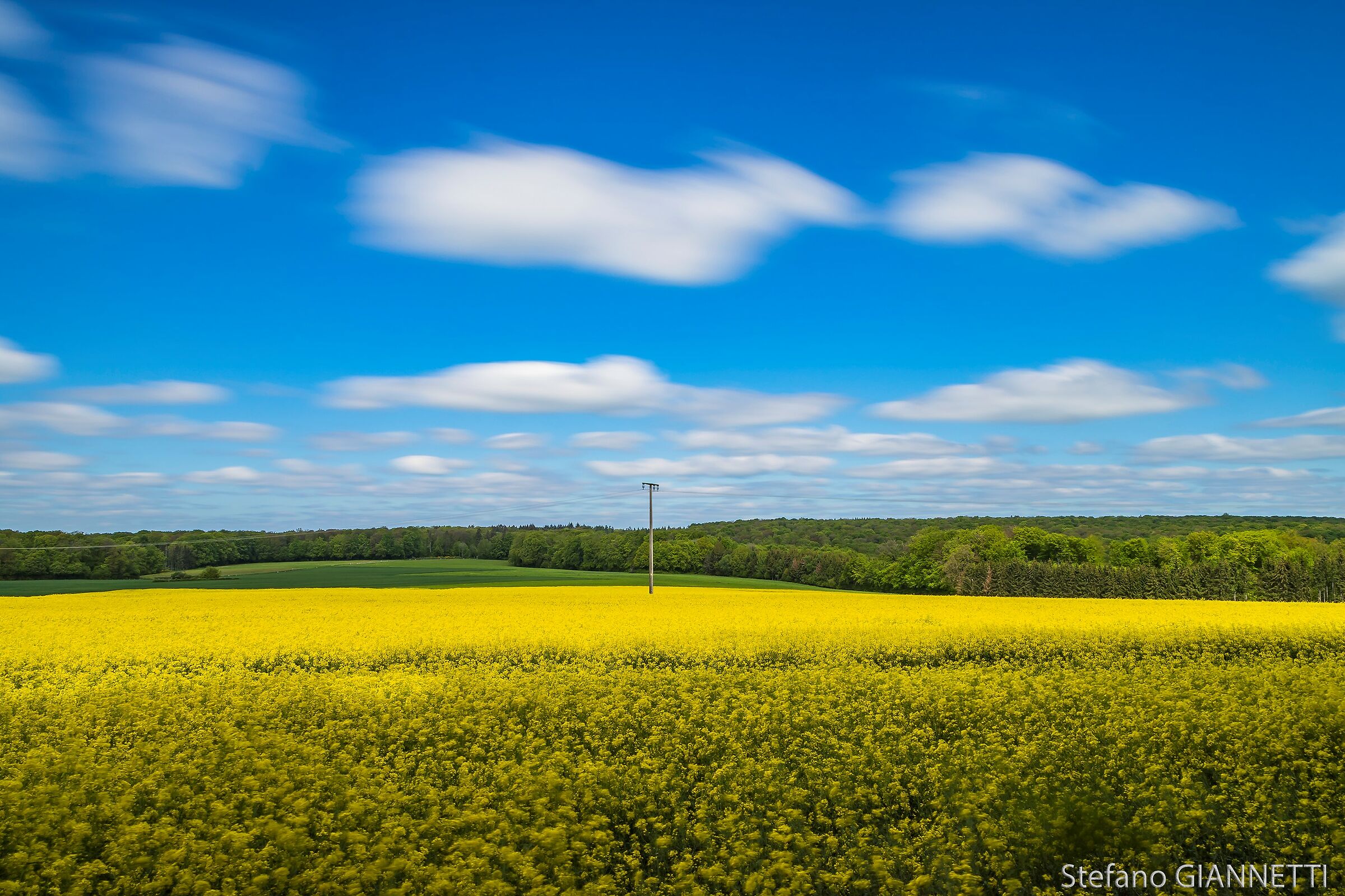 Among the rape fields