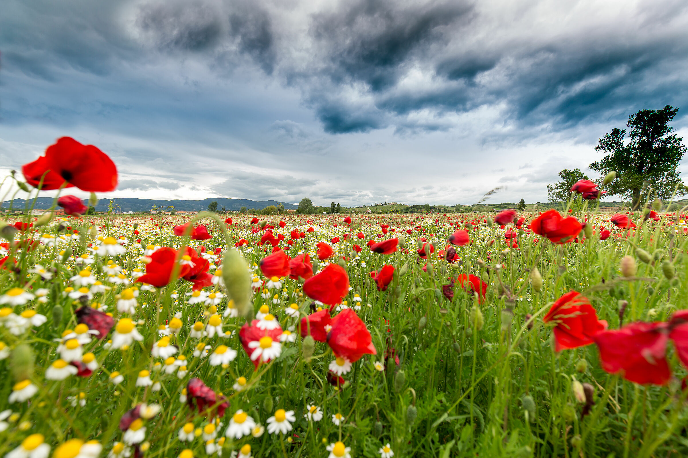 Poppies and Chamomile