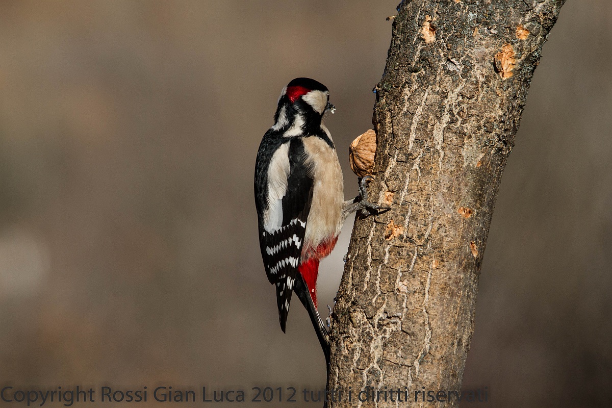 Woodpecker