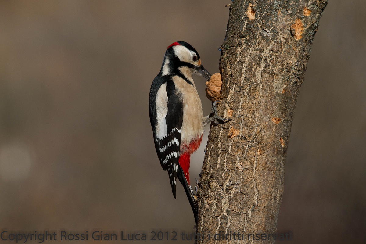 Woodpecker 1