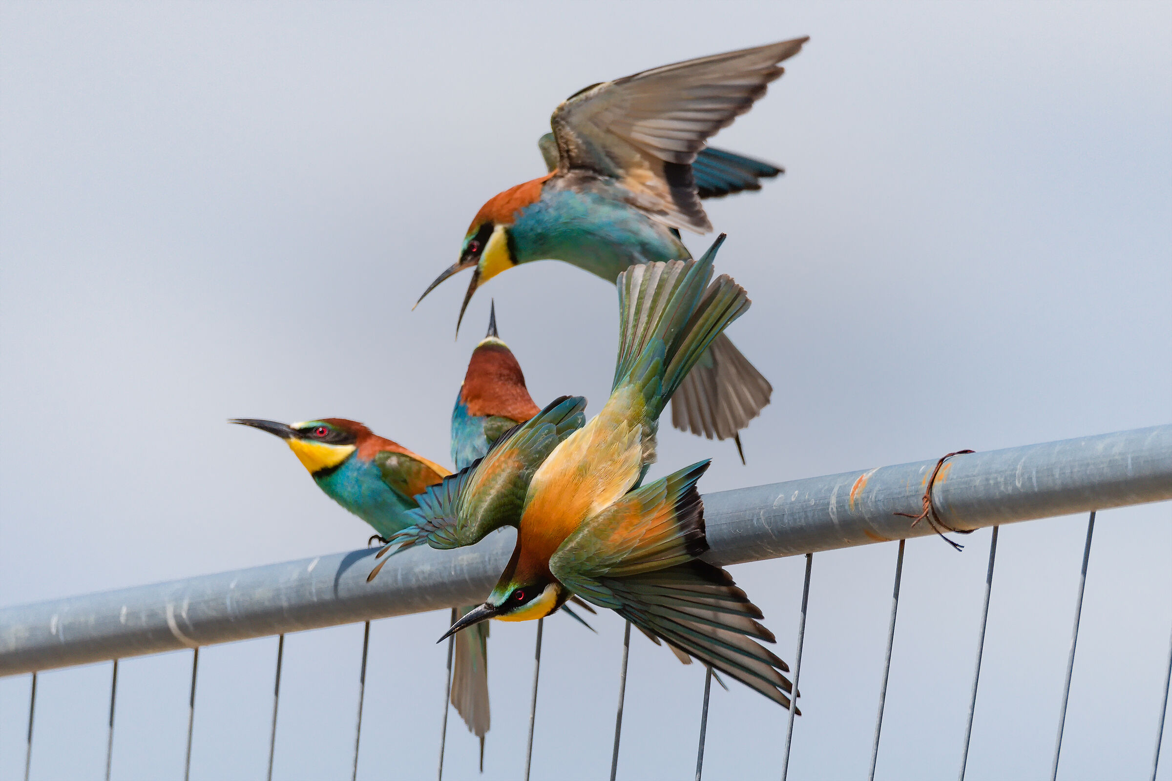 "siete insopportabili! me ne vado!"