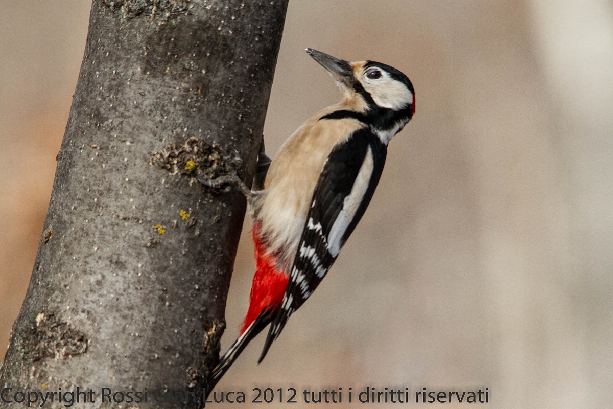 Woodpecker 4