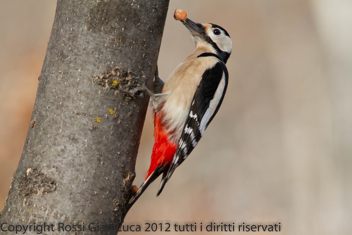 Woodpecker 7