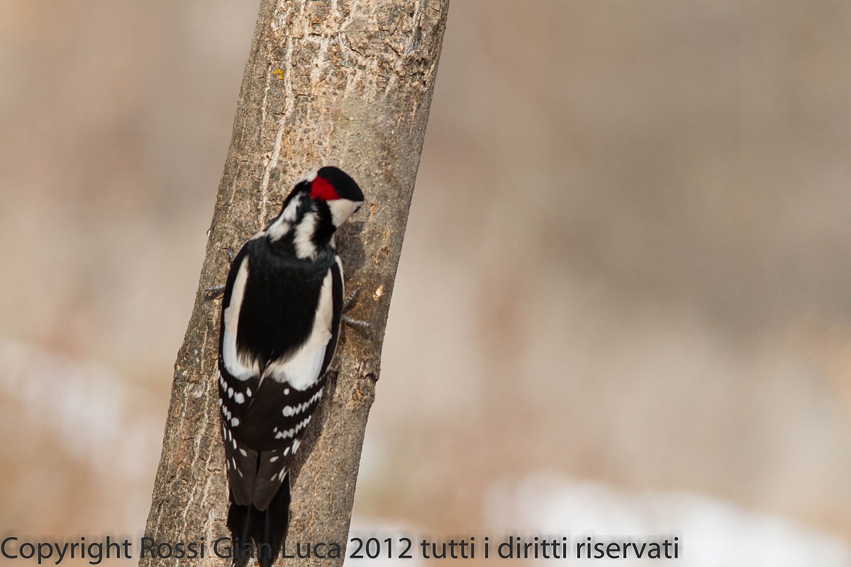 Woodpecker 8