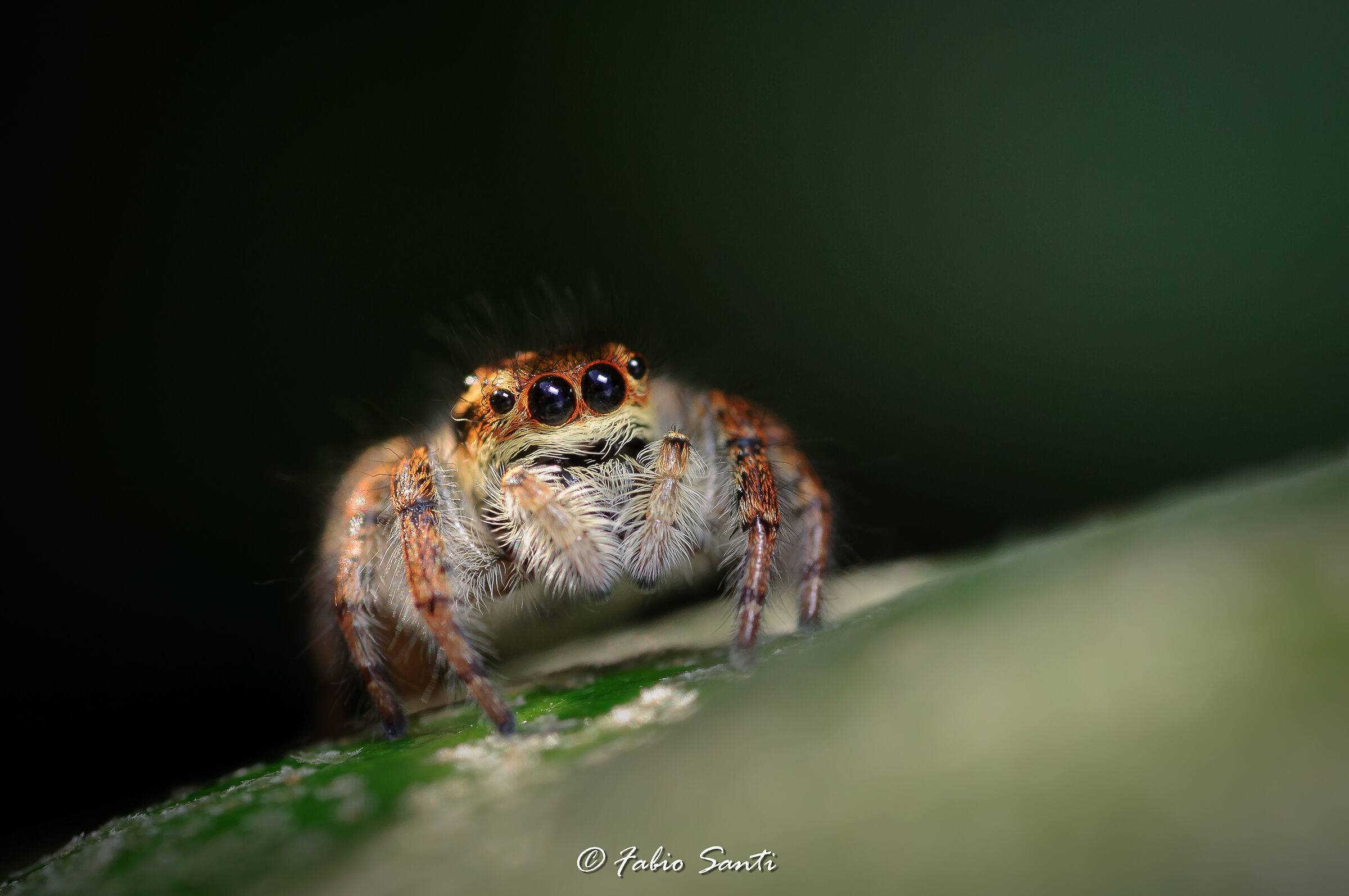 Philaeus Chrysops (femmina)