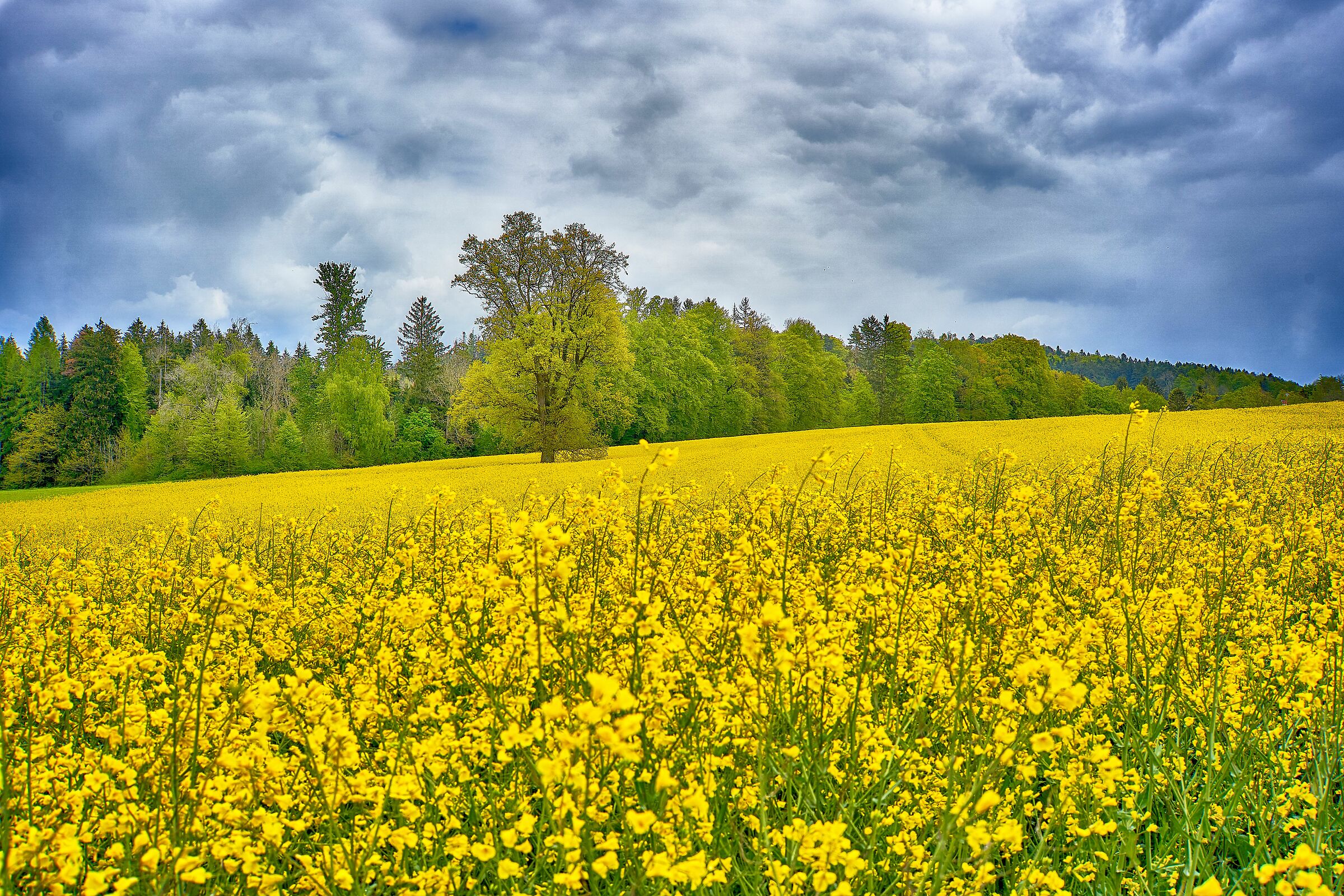 Tempesta in arrivo..... Rape in pericolo!!
