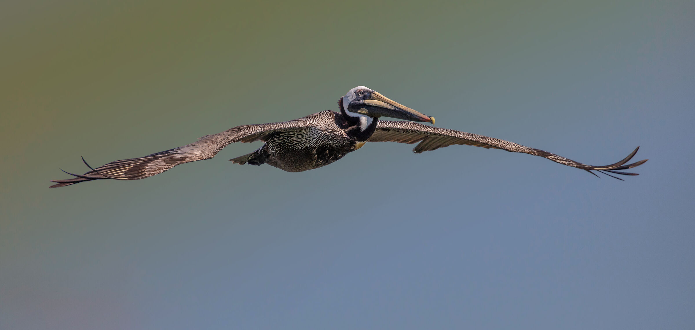 Brown Pelican