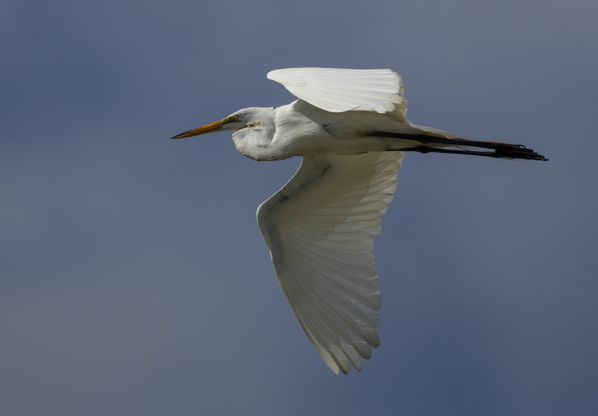 Great Egret