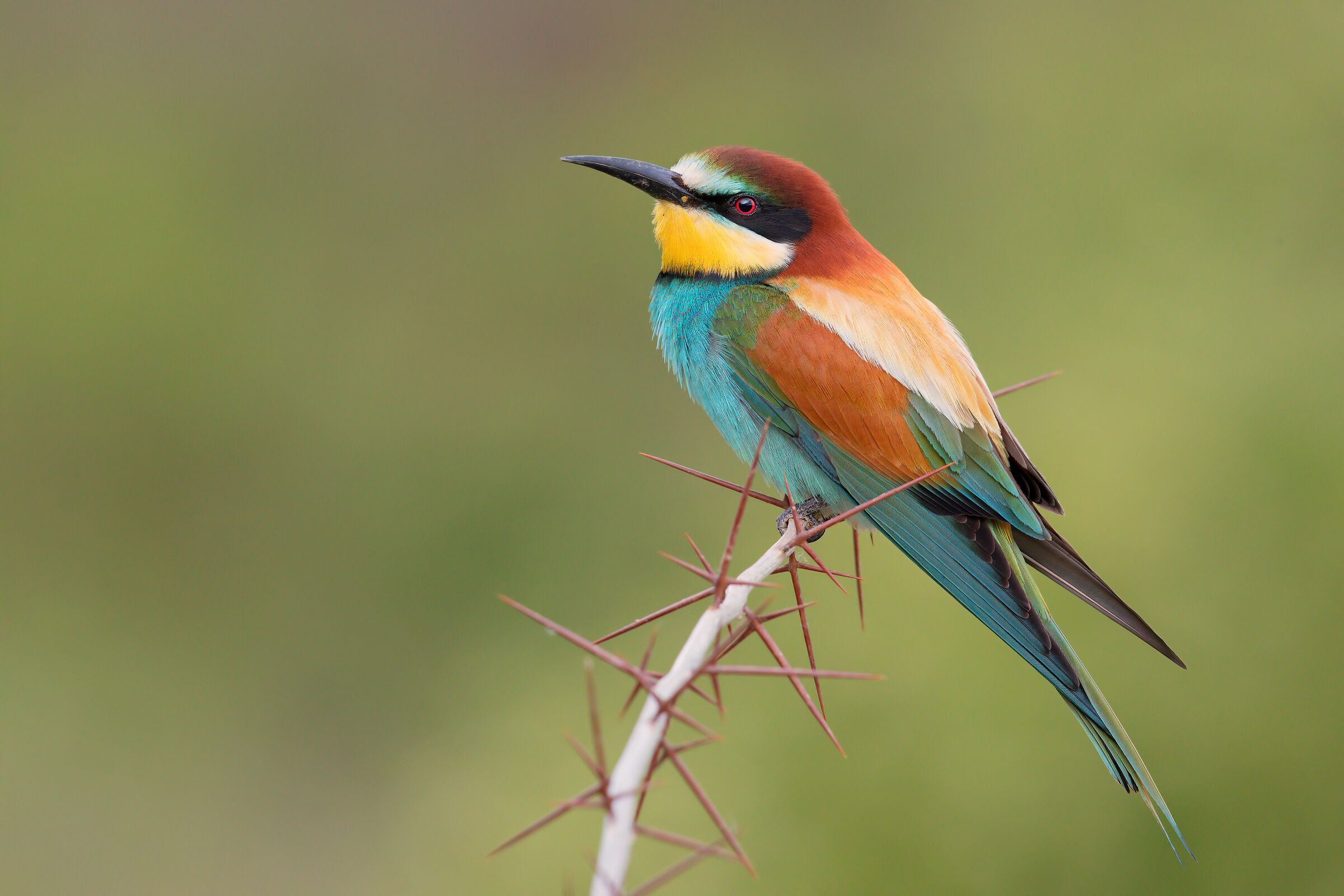 Bee-eater