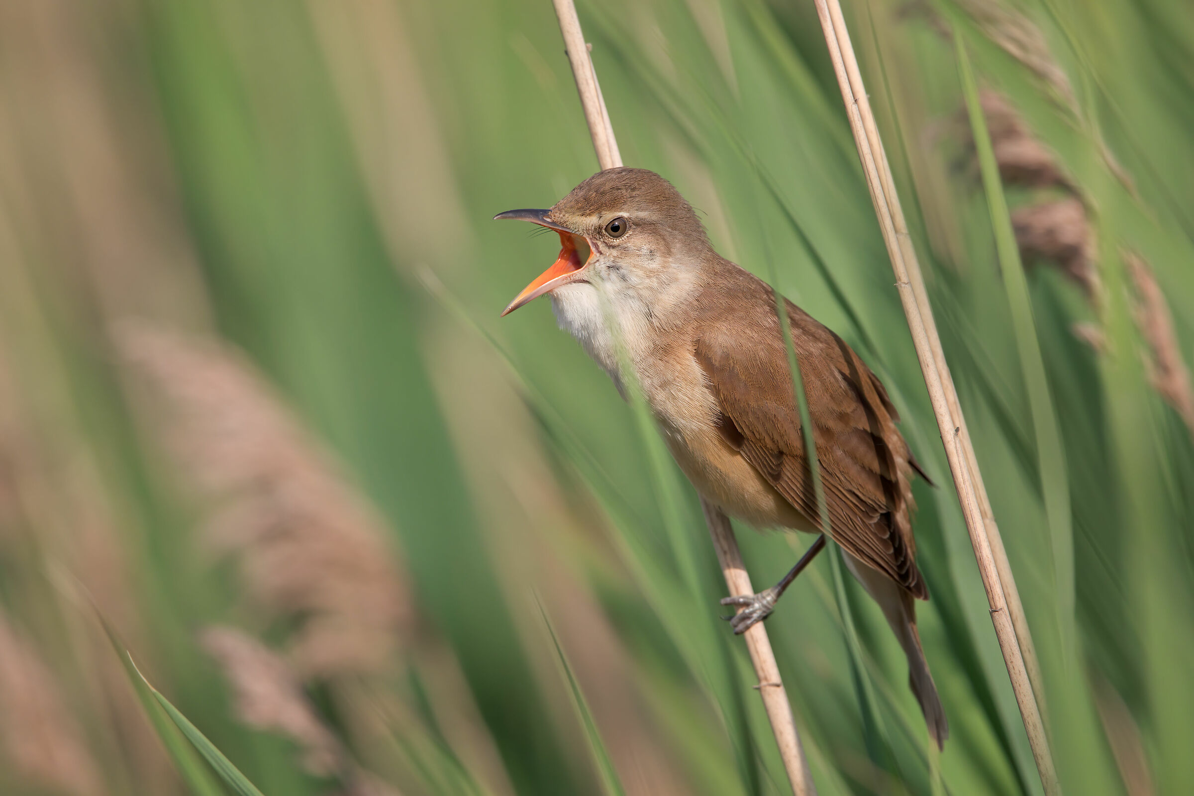 Great Reed Warbler