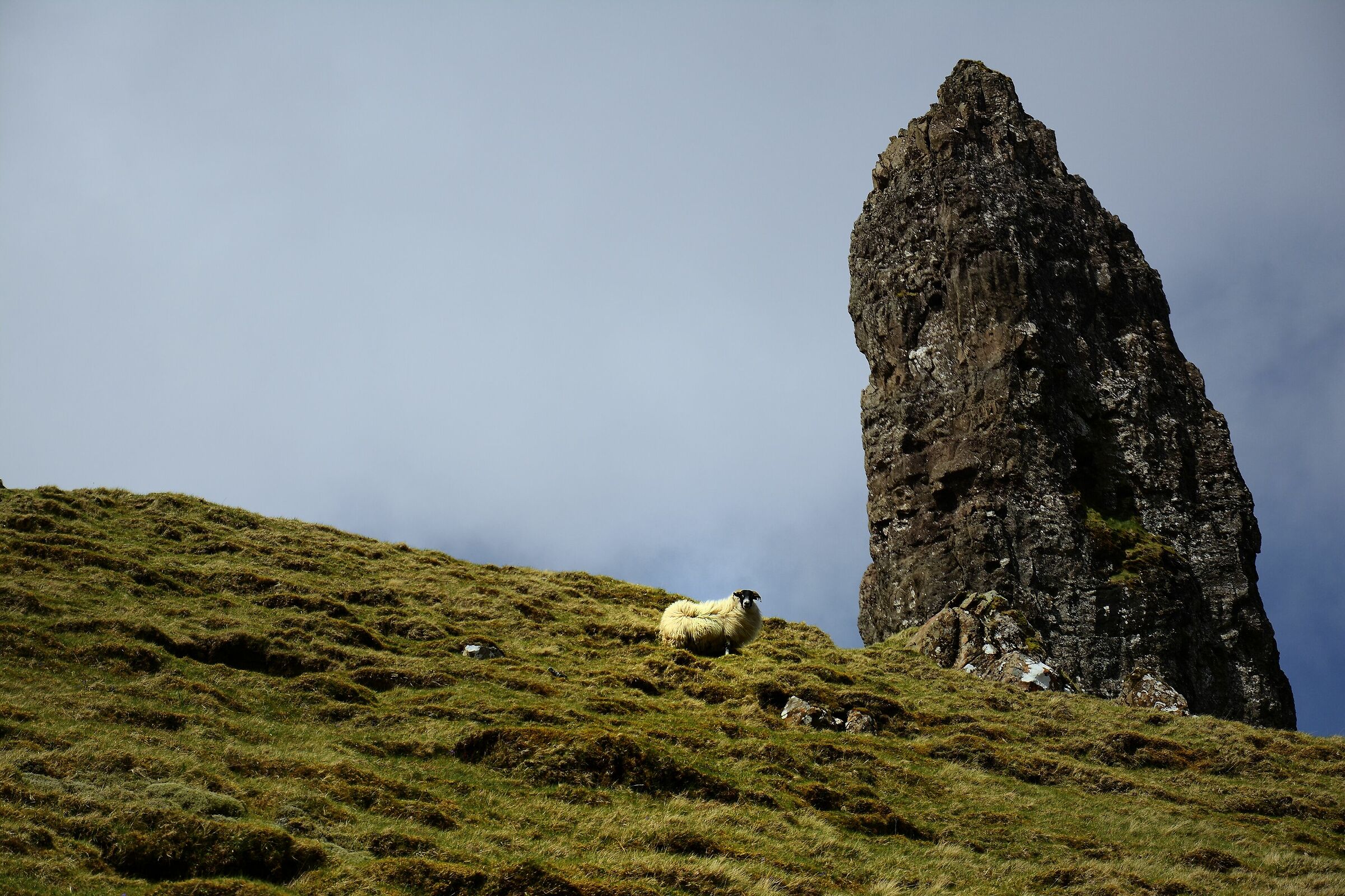 The sheep of Storr