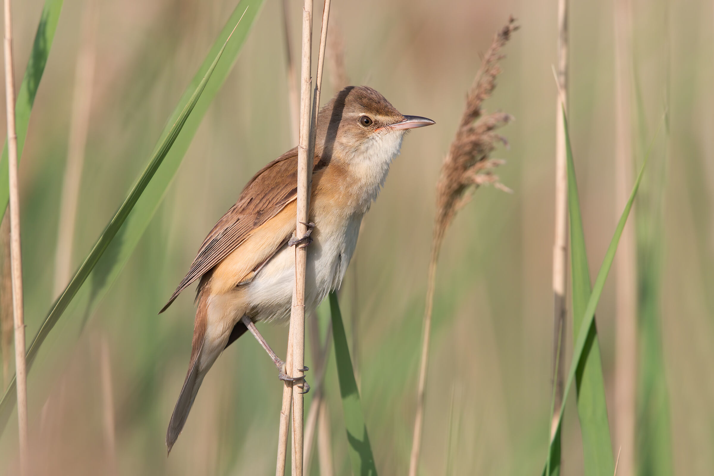Great Reed Warbler