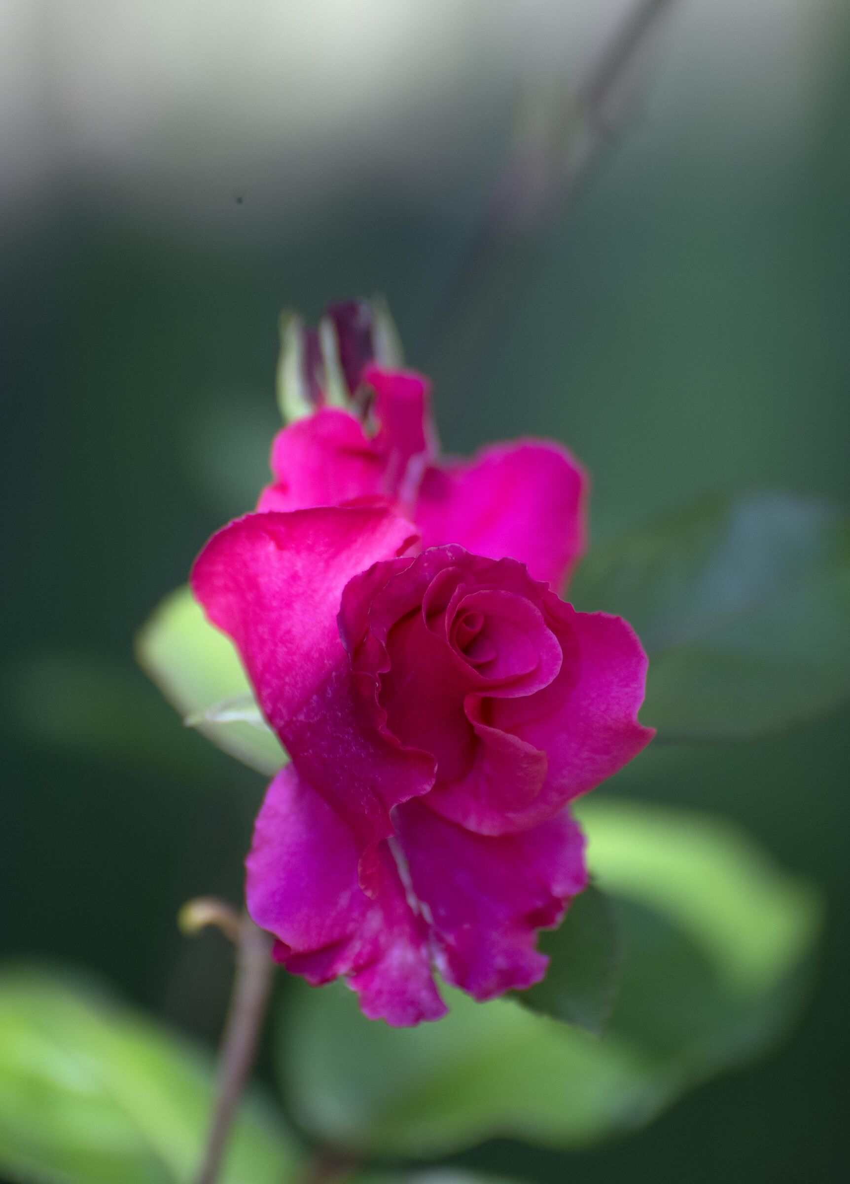 Rose Rosae Rosae....