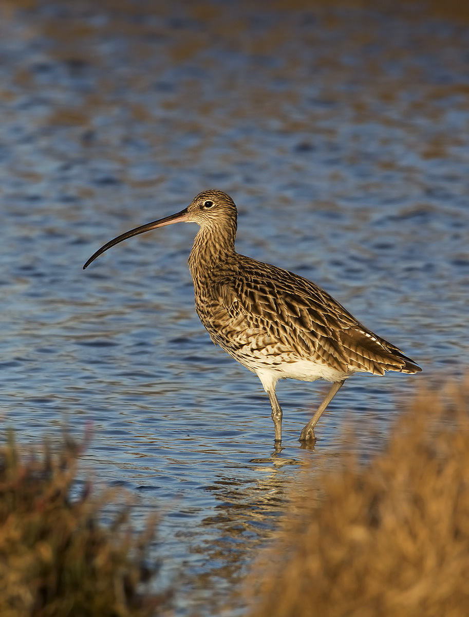 bean bag dalla macchina