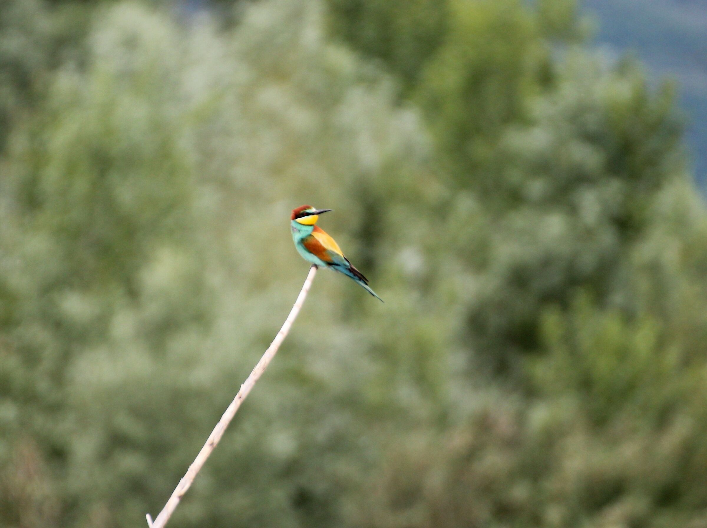 THE BEE-EATER