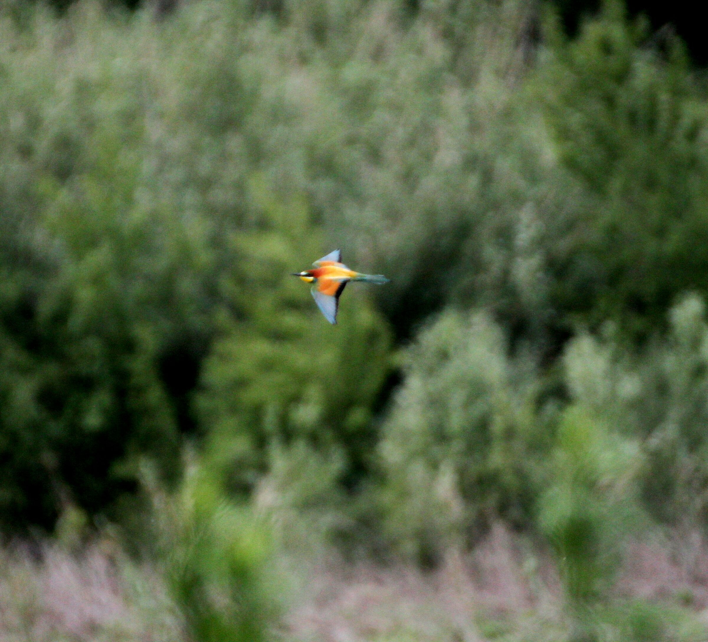 Bee-eater