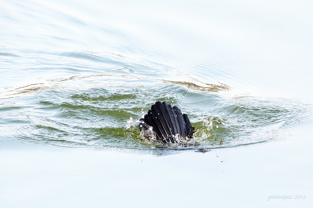 immersione - ore 11.03.45