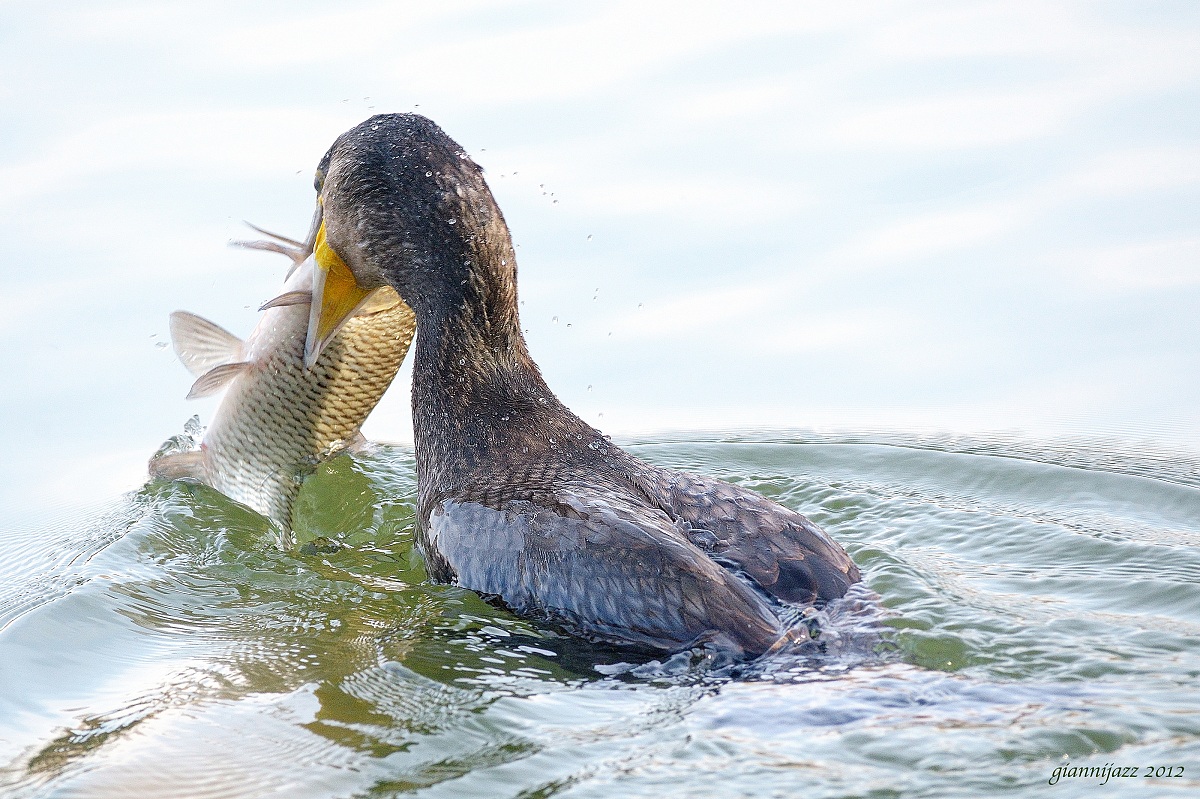 cormorano, ore 11.04.00