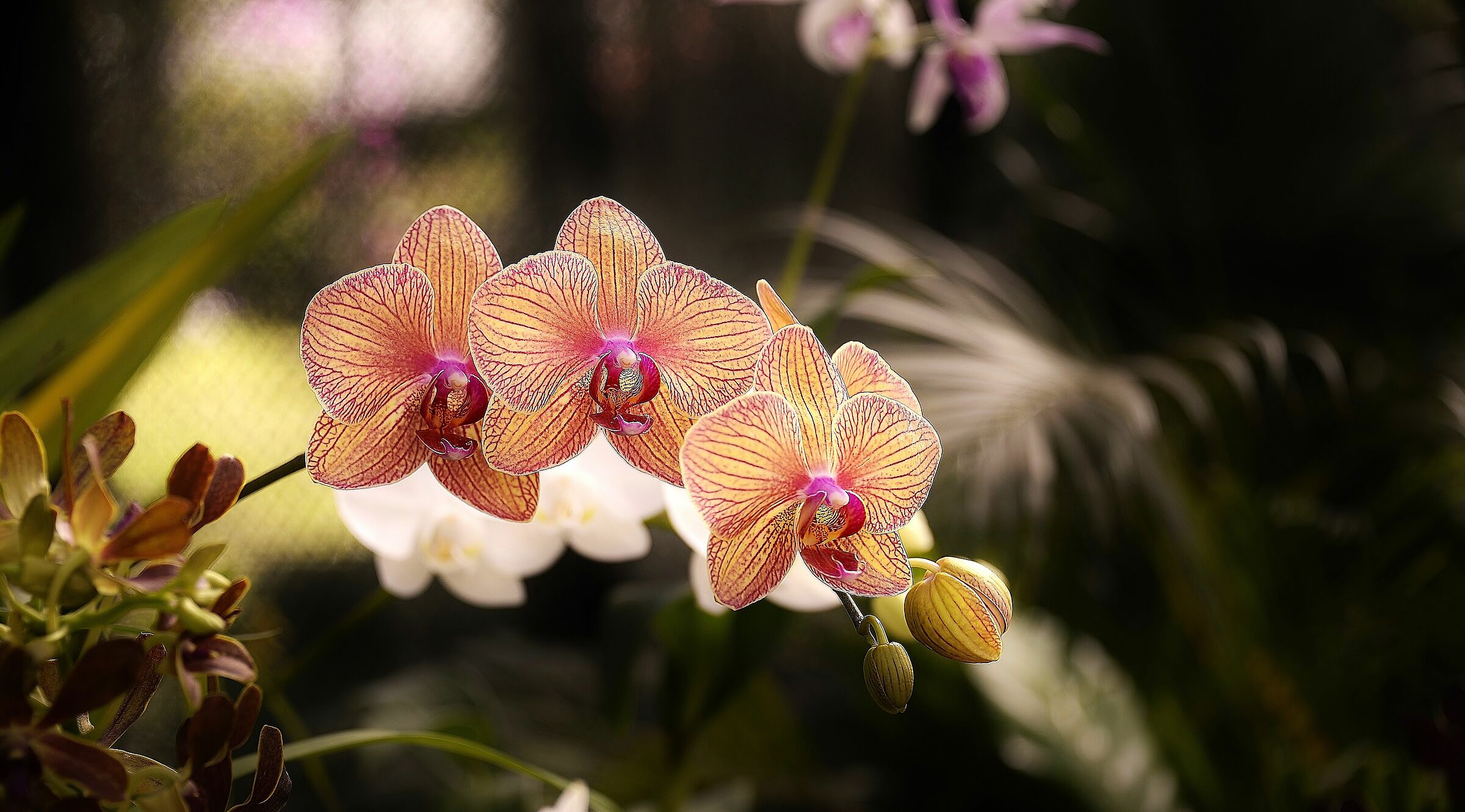 I fiori che parlano.